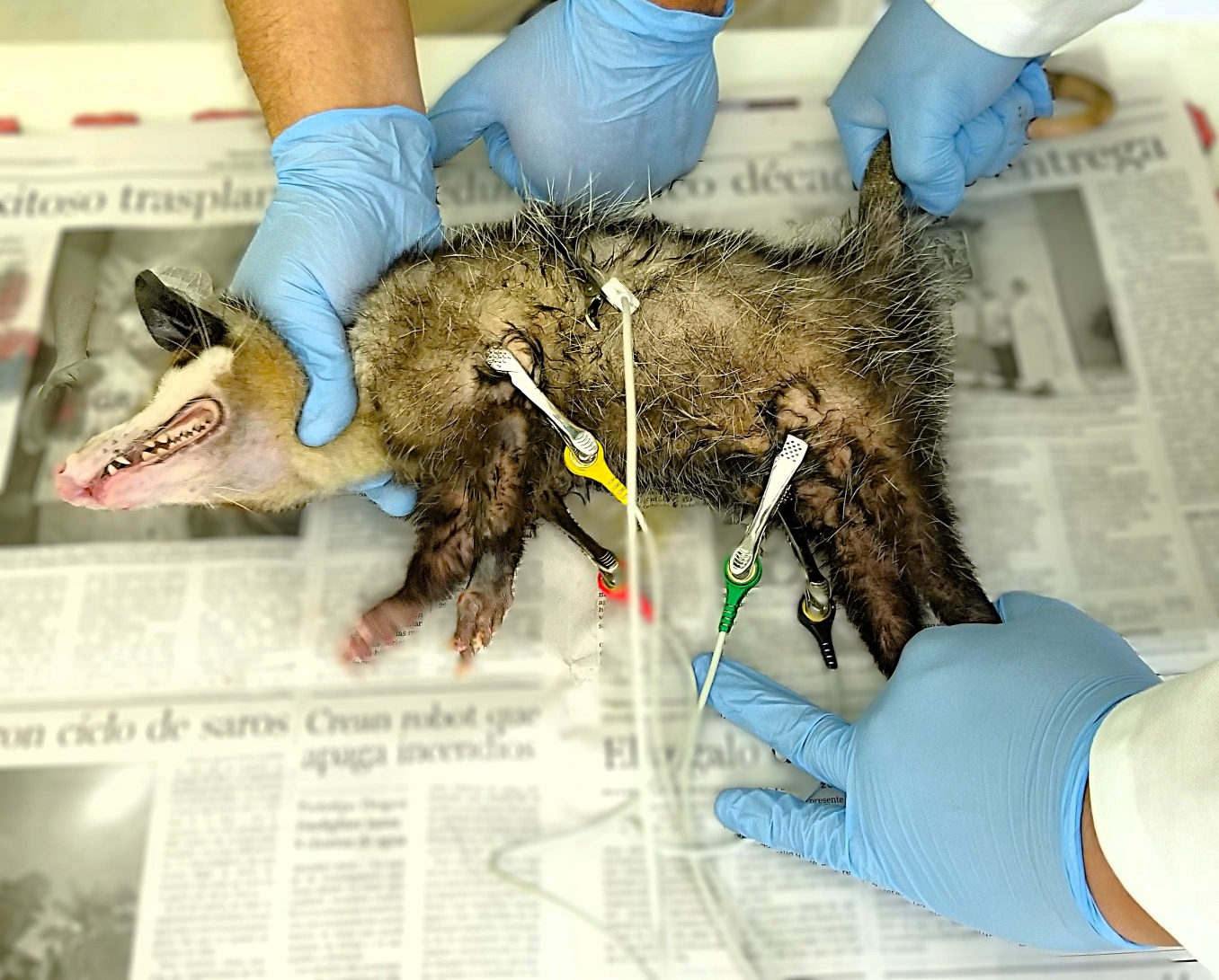 Proyecto 4 IRD – Picture4.2 (2025)