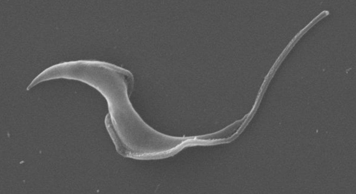GCanner: un scanner molecular para analizar el genoma del parásito causante de la enfermedad Chagas