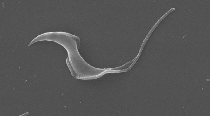 GCanner: un scanner molecular para analizar el genoma del parásito causante de la enfermedad Chagas